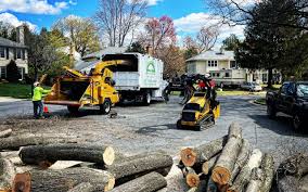 How Our Tree Care Process Works  in  Marietta, OH